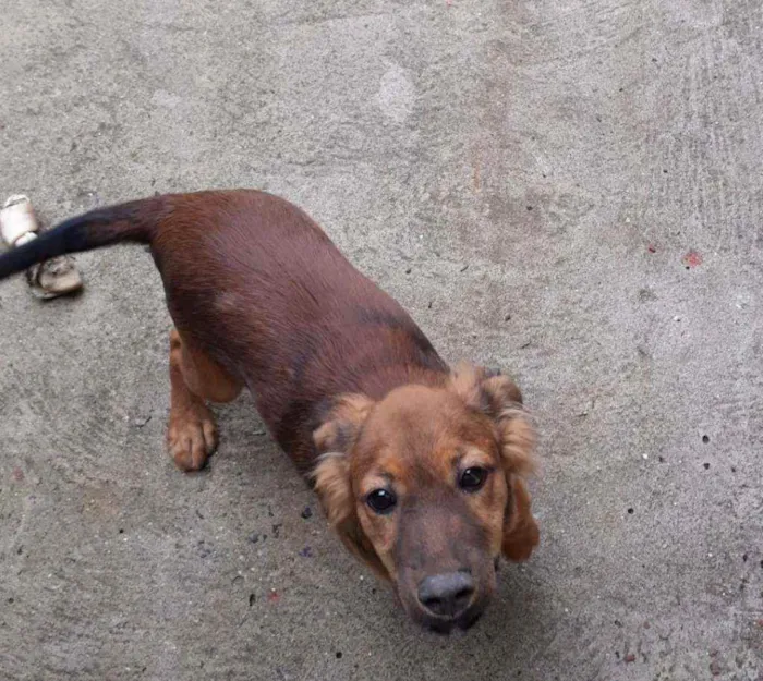 Cachorro raça Srd idade 2 a 6 meses nome Adônis 