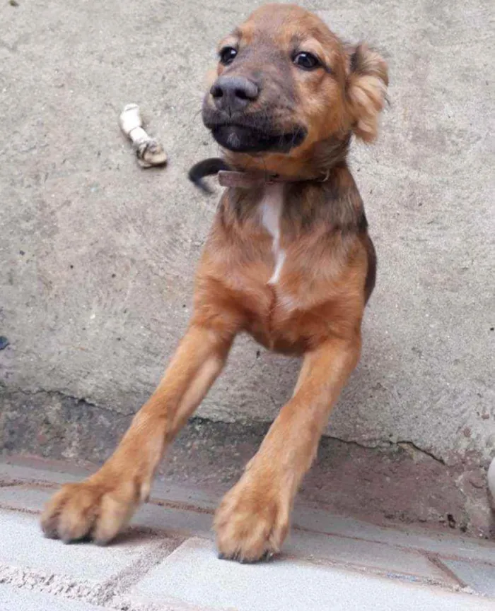 Cachorro raça Srd idade 2 a 6 meses nome Adônis 