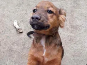 Cachorro raça Srd idade 2 a 6 meses nome Adônis 