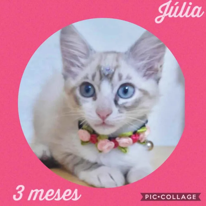 Gato raça Srd idade 2 a 6 meses nome Julia