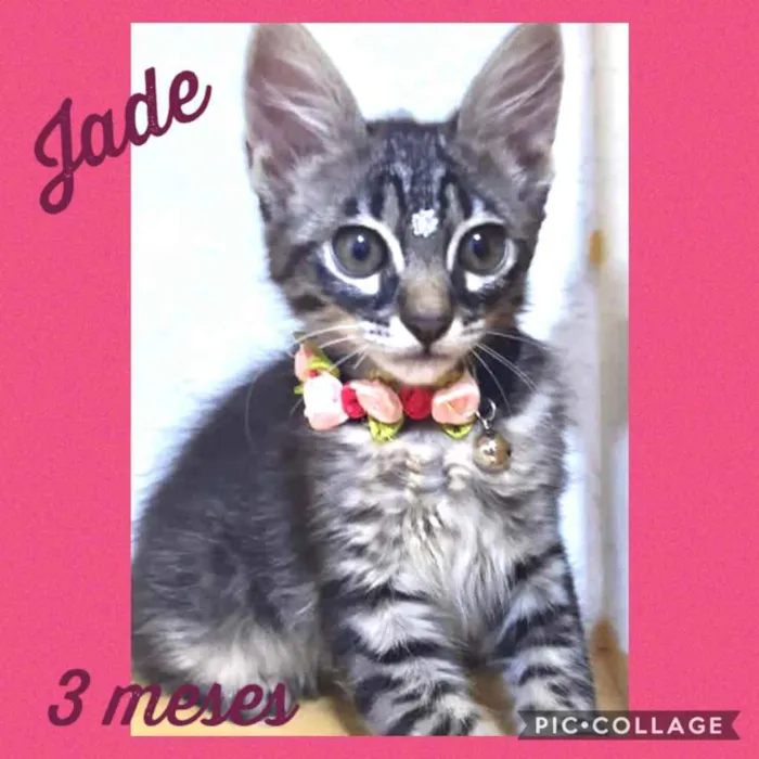 Gato ra a Srd idade 2 a 6 meses nome Jade