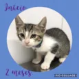 Gato raça Srd idade 2 a 6 meses nome Inácio 