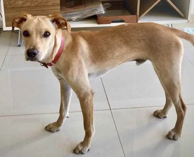 Cachorro ra a SRD idade 7 a 11 meses nome Tião 