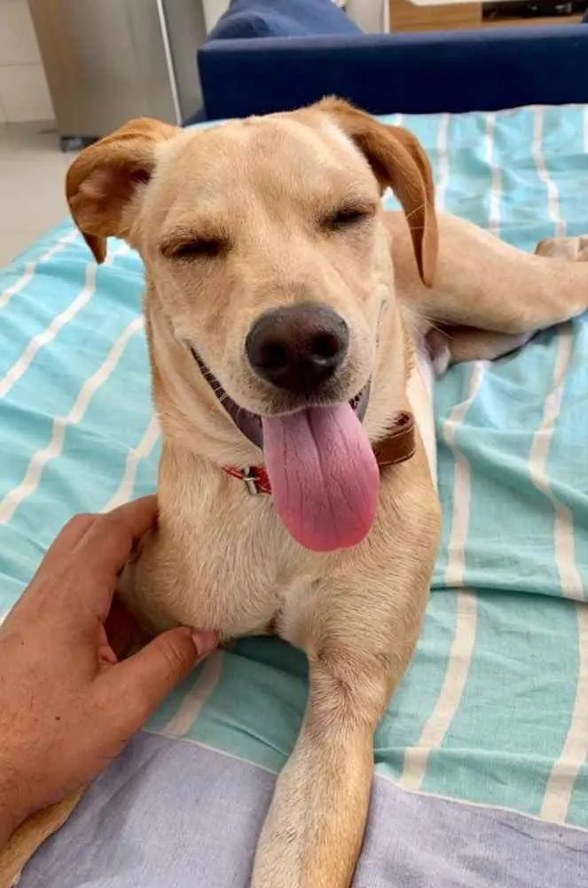 Cachorro ra a SRD idade 7 a 11 meses nome Tião 