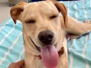 Cachorro raça SRD idade 7 a 11 meses nome Tião 