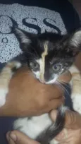 Gatinhos 