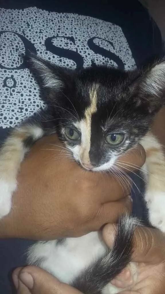Gato ra a Vira lata  idade 2 a 6 meses nome Gatinhos 