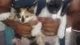 Gatinhos 