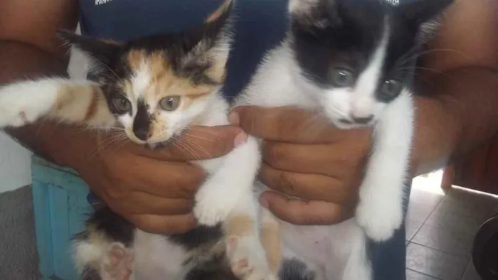 Gato ra a Vira lata  idade 2 a 6 meses nome Gatinhos 