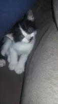 Gatinhos 