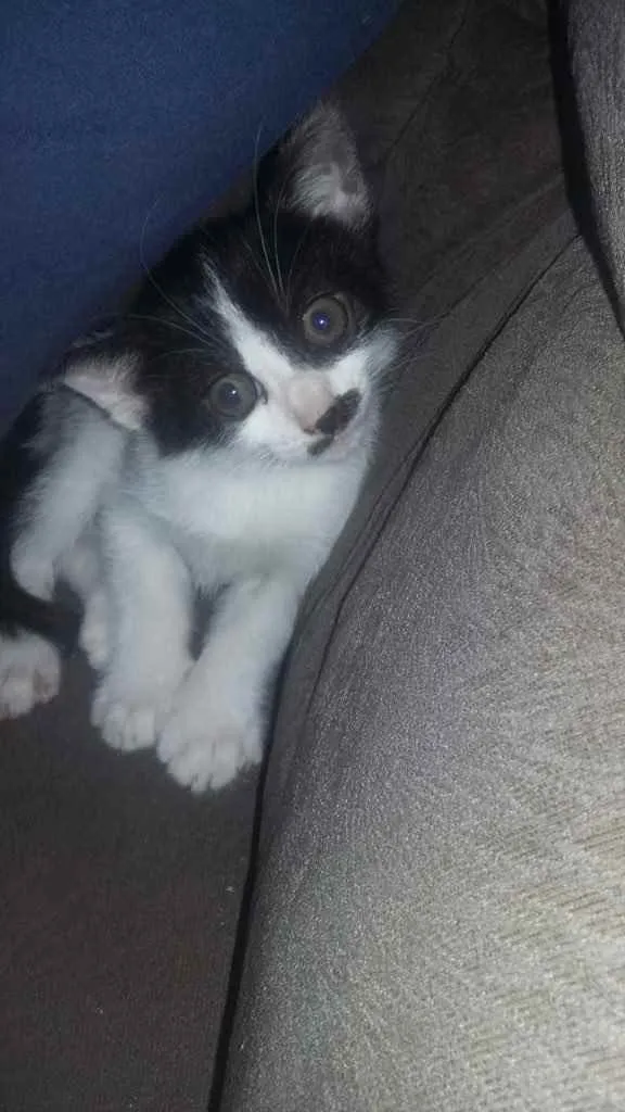 Gato ra a Vira lata  idade 2 a 6 meses nome Gatinhos 
