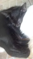 Gatinhos 