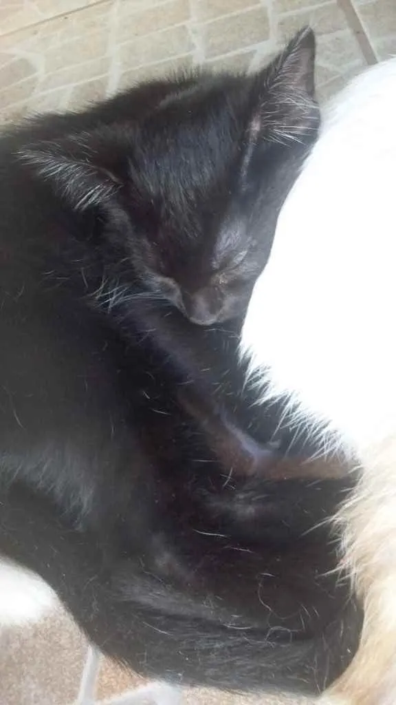 Gato ra a Vira lata  idade 2 a 6 meses nome Gatinhos 