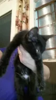 Gatinhos 