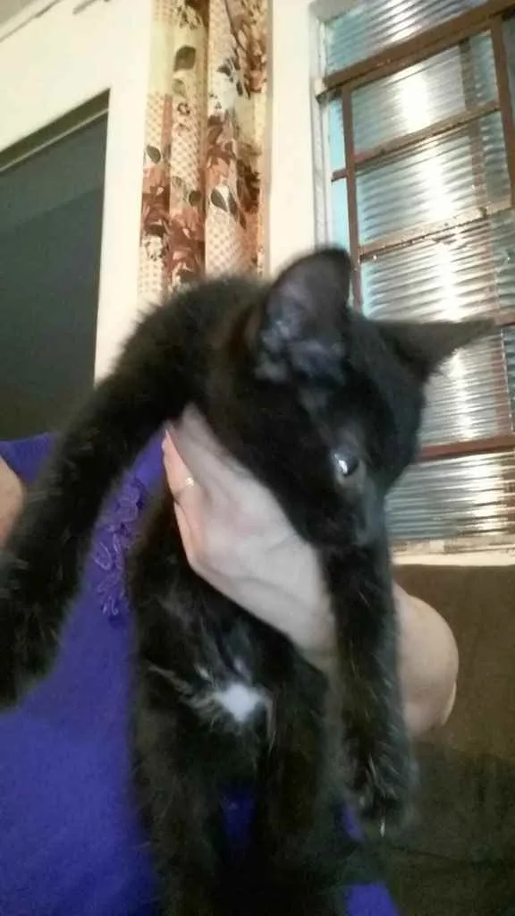 Gato ra a Vira lata  idade 2 a 6 meses nome Gatinhos 