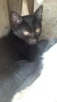 Gatinhos 