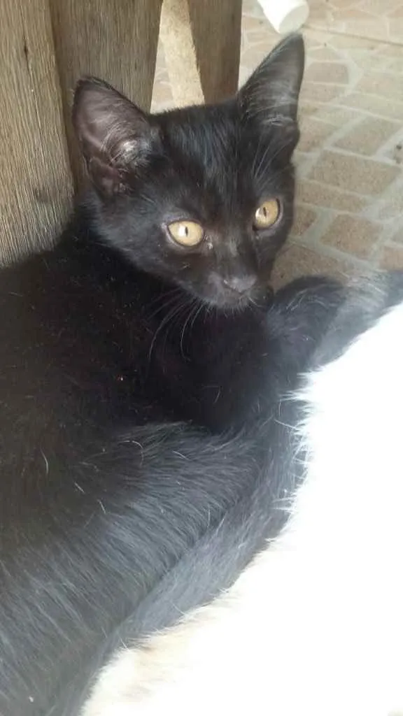 Gato ra a Vira lata  idade 2 a 6 meses nome Gatinhos 