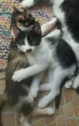 Gatinhos 