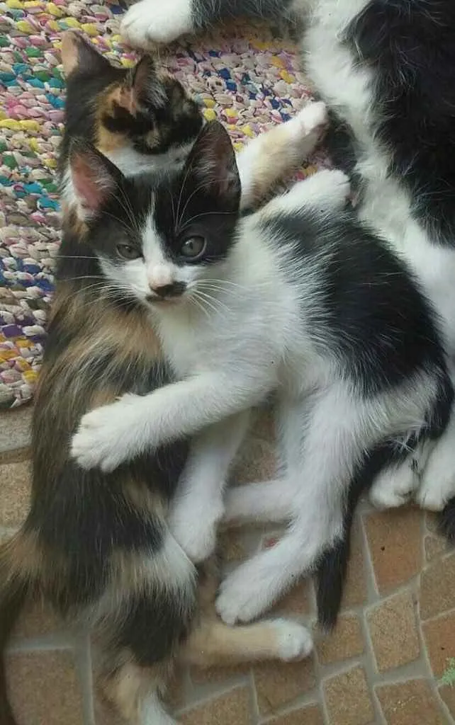 Gato ra a Vira lata  idade 2 a 6 meses nome Gatinhos 