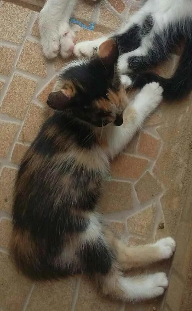 Gato ra a Vira lata  idade 2 a 6 meses nome Gatinhos 
