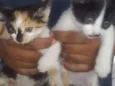 Gatinhos 