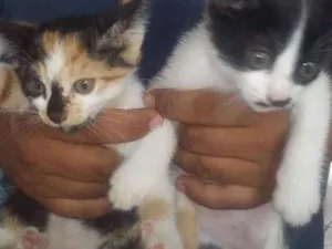 Gato raça Vira lata  idade 2 a 6 meses nome Gatinhos 
