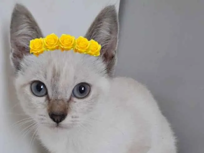 Gato raça SRD-ViraLata idade 2 a 6 meses nome AMARALINA