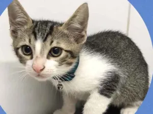 Gato raça Srd idade 2 a 6 meses nome Inácio 