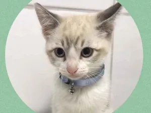 Gato raça Srd idade 2 a 6 meses nome Pepeu