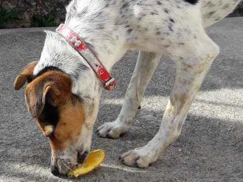 Cachorro ra a Vira lata idade 3 anos nome Elza