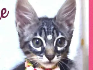 Gato raça Srd idade 2 a 6 meses nome Jade