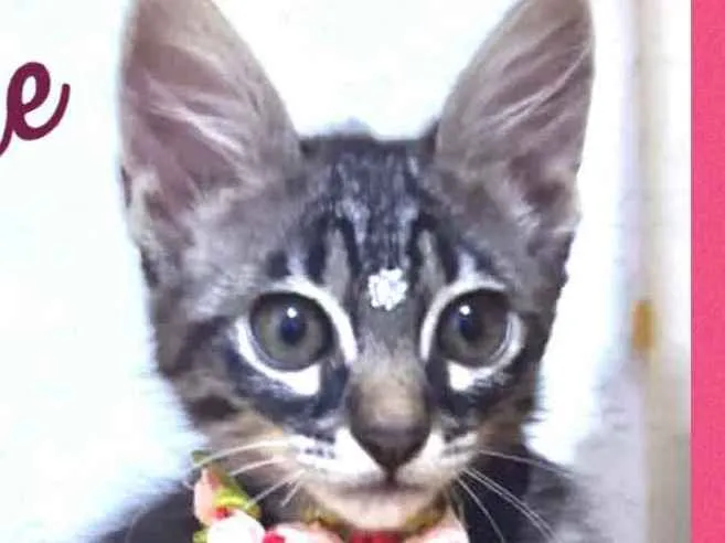Gato ra a Srd idade 2 a 6 meses nome Jade