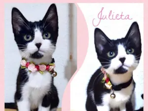 Gato raça Srd idade 2 a 6 meses nome Julieta 