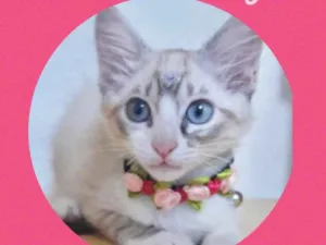 Gato raça Srd idade 2 a 6 meses nome Julia