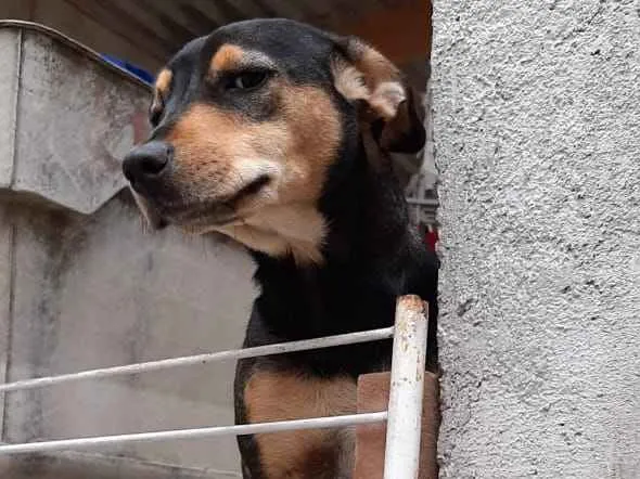 Cachorro ra a Vira lata idade 2 anos nome Ludmilla