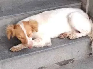 Cachorro ra a Srd idade 2 a 6 meses nome Não sei