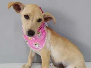 Cachorro raça SRD-ViraLata idade 2 a 6 meses nome Fibe