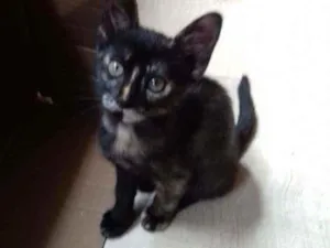 Gato raça SRD idade 2 a 6 meses nome S/N