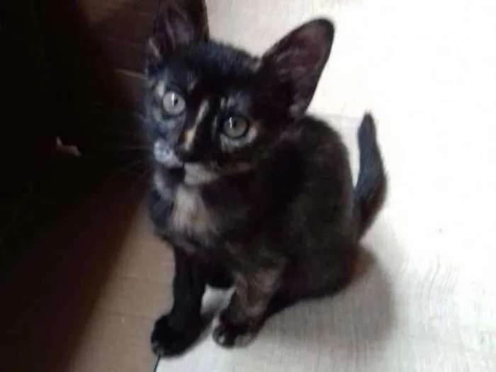 Gato raça SRD idade 2 a 6 meses nome S/N