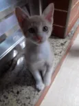 Gato raça Srd idade 2 a 6 meses nome S/n