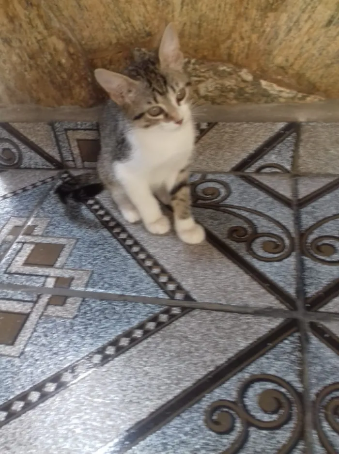 Gato raça SRD idade 2 a 6 meses nome S/n