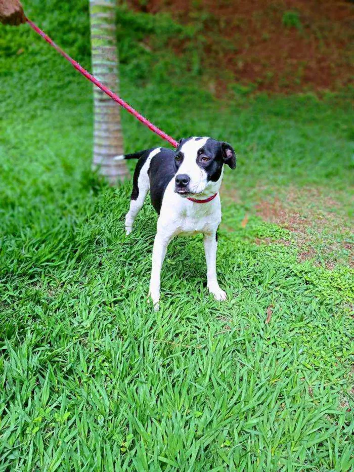 Cachorro ra a Mestiça pit bull idade 2 anos nome Sem nome