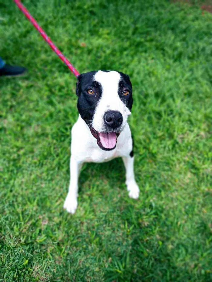 Cachorro ra a Mestiça pit bull idade 2 anos nome Sem nome