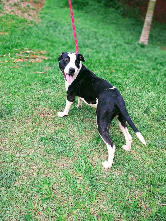 Cachorro ra a Mestiça pit bull idade 2 anos nome Sem nome