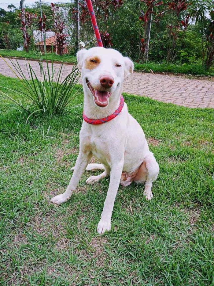 Cachorro ra a Sem raça definida  idade 2 anos nome Tanner