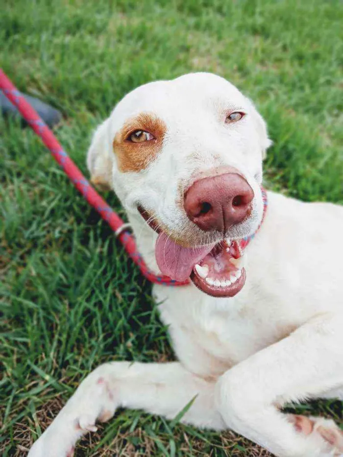 Cachorro ra a Sem raça definida  idade 2 anos nome Tanner