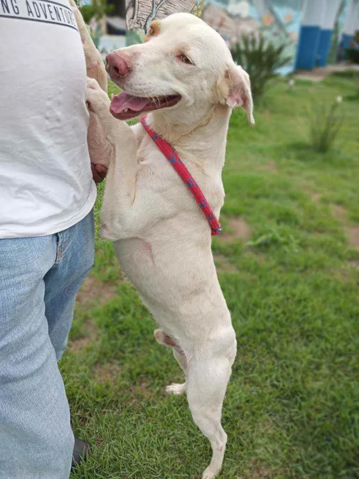 Cachorro ra a Sem raça definida  idade 2 anos nome Tanner