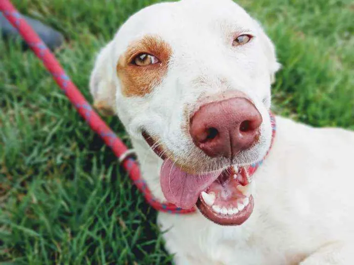 Cachorro ra a Sem raça definida  idade 2 anos nome Tanner
