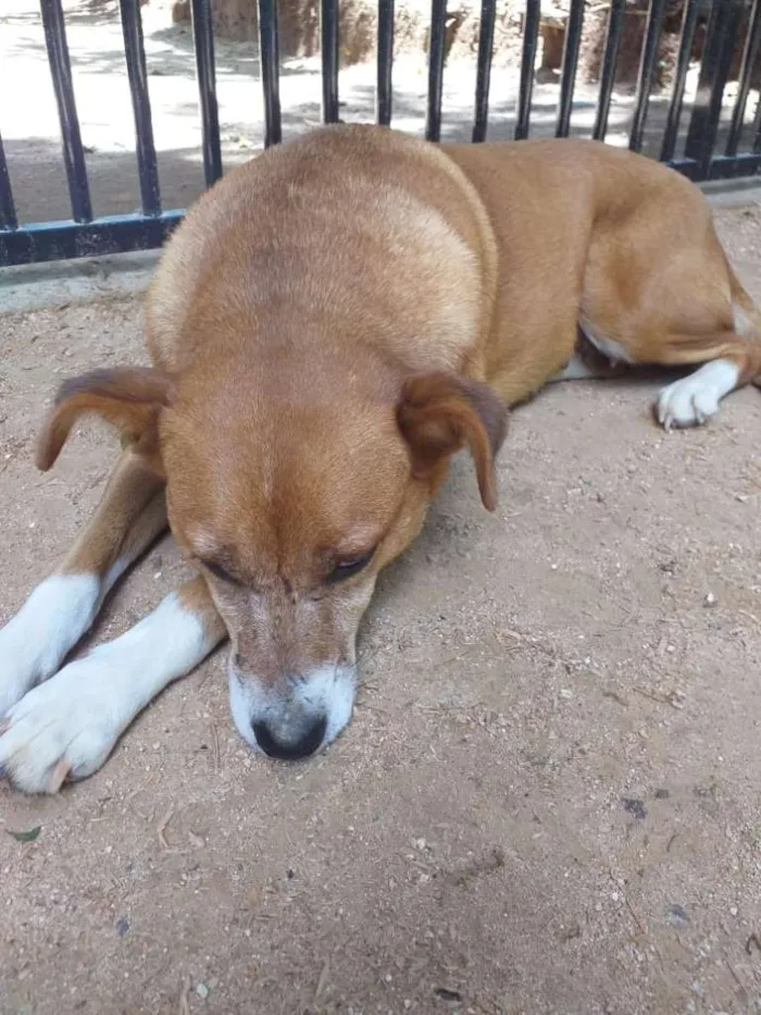 Cachorro ra a Sem raça definida idade 2 anos nome Kiara