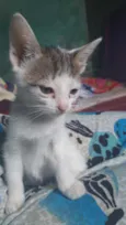 Gatos